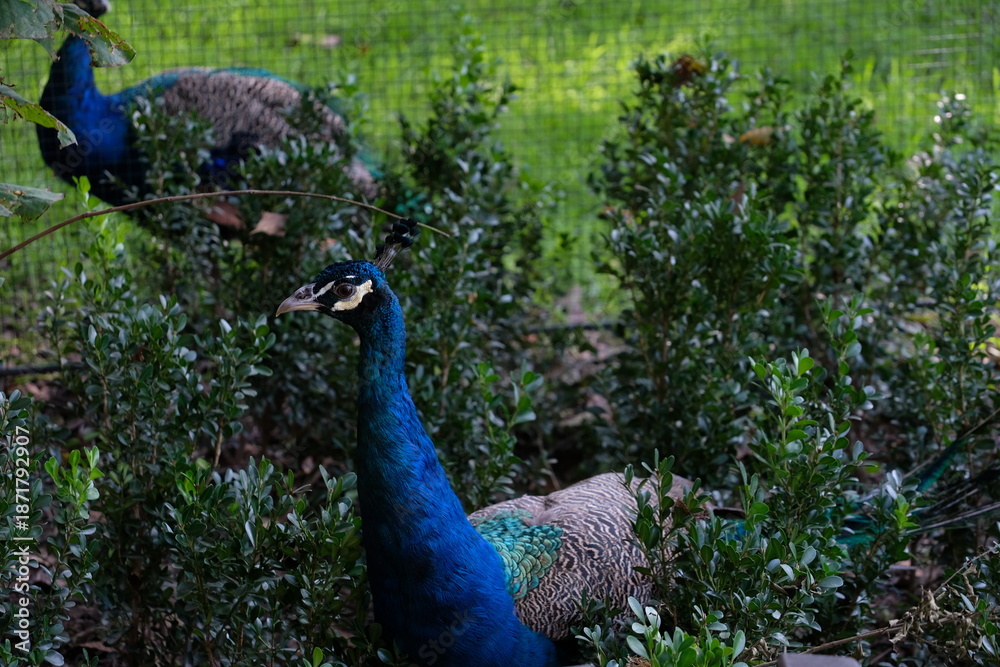 Obraz premium A beautiful peacock in Shanghai Zoo
