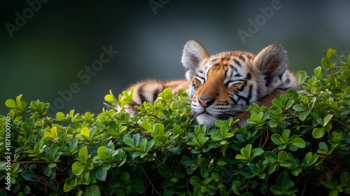 A baby tiger rests snugly on vibrant green leaves of Centella asiatica, enjoying a serene moment surrounded by nature's beauty, unaware of its surroundings