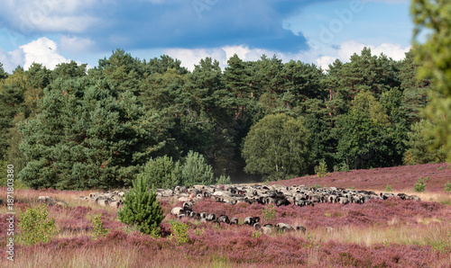 Heidschnuckenherde in der Lüneburger Heide bei Undeloh
