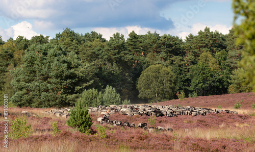 Heidschnuckenherde in der Lüneburger Heide bei Undeloh