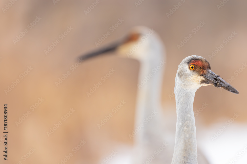 Fototapeta premium Two Sandhill cranes. Two juvenile Sand hill cranes curious and close in the snow in winter time