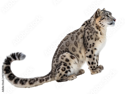 Majestic Snow Leopard Sitting Profile View Soft Studio Lighting Against Black