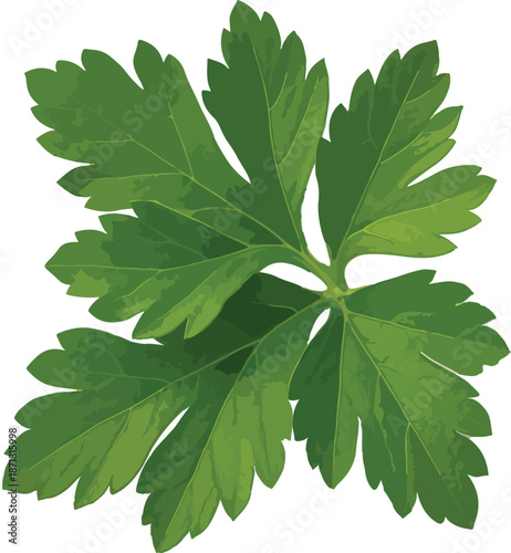 Detailed Green Parsley Herb Leaf Cluster leaves