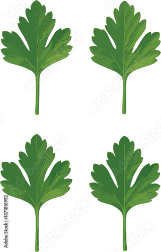 Four Parsley Leaves on White Background Keywords: parsley, herb, green, leaf, leaves, fresh