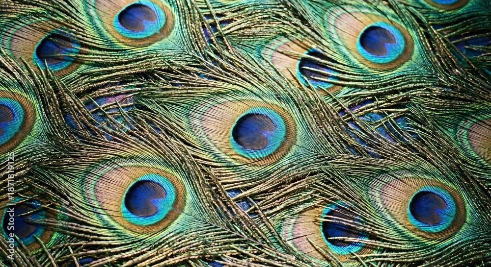 Obraz premium Repeating peacock feather motifs with iridescent colors