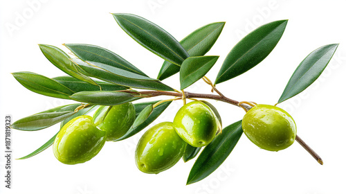 Wallpaper Mural Branch of Ripe Green Olives with Water Drops Isolated on White Torontodigital.ca