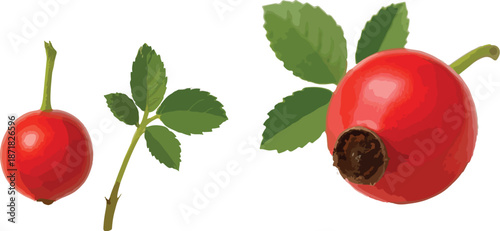 Two Red Rose Hips with Green Leaves fruit berry
