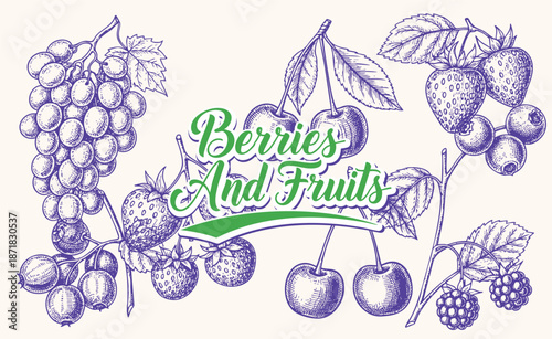 Berry hand drawn vector set fruit botany illustration berries engraving doodle sketch etch line currant raspberry strawberry blueberry cherry gooseberry dessert ingredient black white isolated graphic