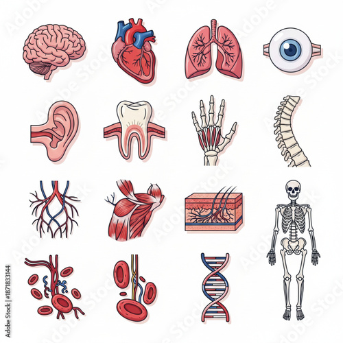 Human Anatomy and Body Parts Icon Set