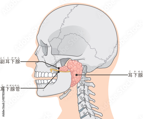 耳下腺のイラストparotid gland illustration