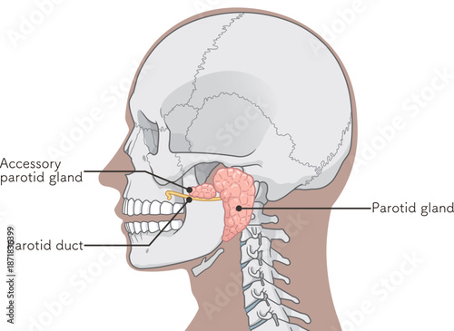 耳下腺のイラストparotid gland illustration