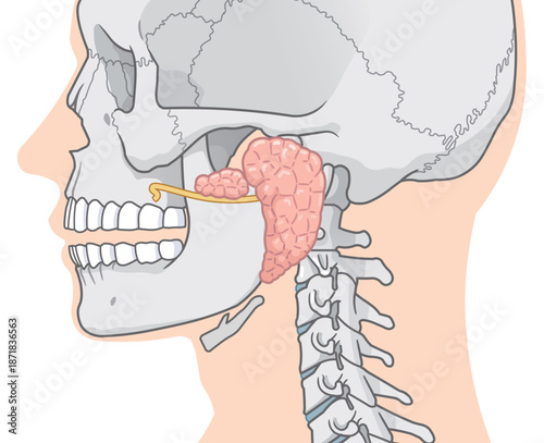 耳下腺のイラストparotid gland illustration