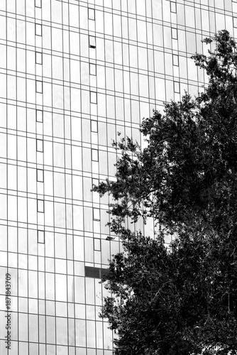 Modern Glass Facade of a High-Rise Building with Green Tree Foliage Creating Contrast Between Architecture and Nature