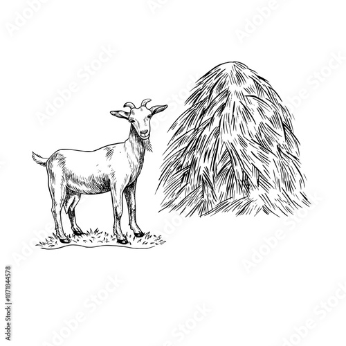 A goat standing next to a haystack. A black and white vector illustration drawn by hand. Perfect for dairy farms or agricultural projects. Also suitable for labels, packaging, banners, and more.