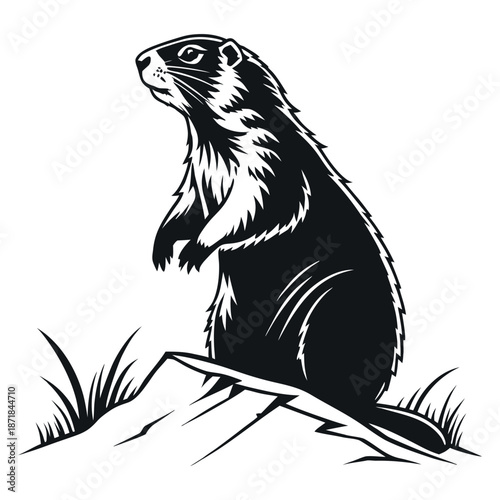 Alert groundhog standing on rocky outcrop in natural setting