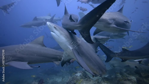 A group of bull sharks swimming in the ocean in slow motion.
