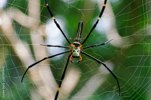 Spider Nephila pilipes on her web. Famous and big spider in asia