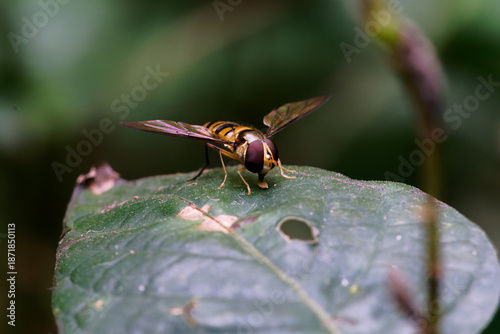 Close up of Episyrphus balteatus - syrphid fly in thailand