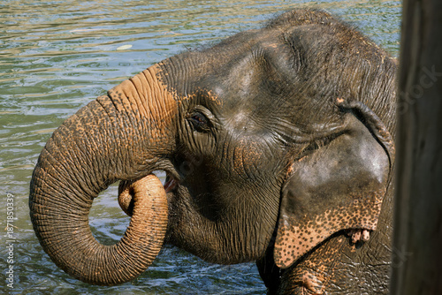 thai elephant near chiang mai