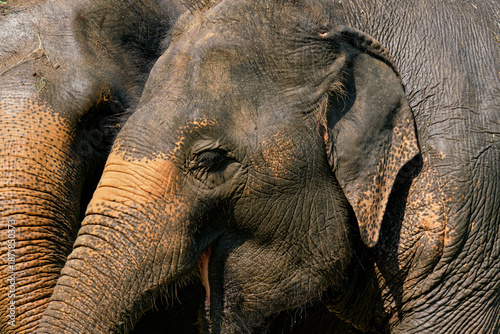 thai elephant near chiang mai