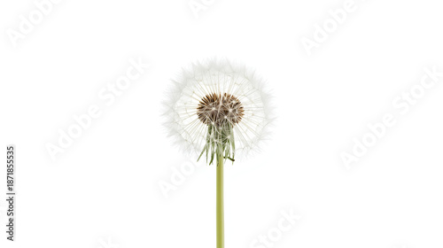 A high-key macro photograph features a centered white dandelion seed head, with delicate seeds radiating outward. The thin light green stem is visible below the seed head, all set against a pure white © MRS