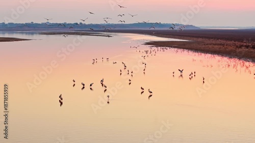 Wallpaper Mural At sunset, a flock of cranes in the lake, migratory birds of Poyang Lake Torontodigital.ca