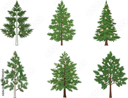 Flowering conifer tree set, pine illustration, evergreen foliage, botanical clipart, nature drawing, seasonal, stylized, educational, decorative, vector, graphic