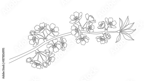 cherry blossom branch with flowers