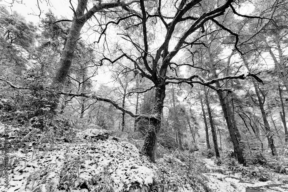Fototapeta premium Fog and snow on the Denecourt path 5 in the Cuvier-châtillon rock. Fontainebleau forest