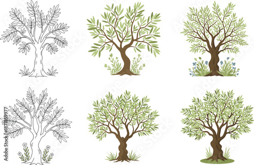 Olive tree illustration, botanical sketch, nature drawing, realistic foliage, landscape element, garden art, tree bundle, educational graphic, seasonal plant, hand drawn tree, floral base, tree