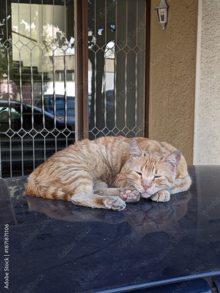 Obraz premium Sleeping Orange Tabby Cat Resting Comfortably on Dark Stone Surface, Peaceful Domestic Animal Portrait
