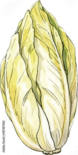 Watercolor Napa Cabbage Chinese Cabbage Fresh Illustration