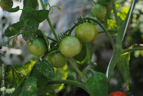 Close-up of vibrant green cherry tomatoes hanging on a vine in a lush garden, showcasing fresh produce and healthy growth.