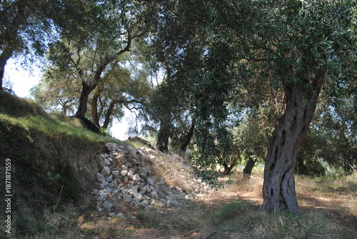 Ancient Stone Terraces in Olive Grove Landscape, Rural Mediterranean Farming, Agricultural Heritage, European Countryside