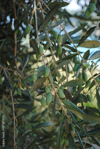 Lush Green Olive Branch with Ripe Fruit, Detailed Close-Up, Natural Texture, Summer Foliage, Agricultural Harvest.