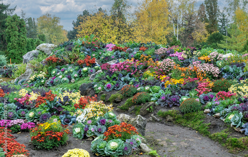 Obraz premium Beautiful Autumn Flower Bed with Colorful Chrysanthemums and Kale
