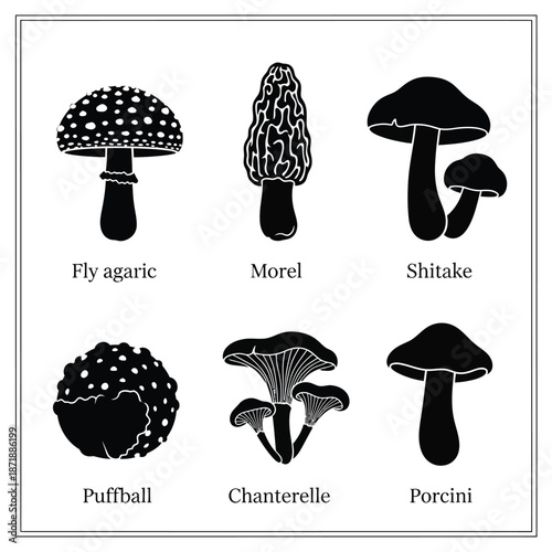 Silhouettes of various mushroom species isolated on white background, Vector, illustration