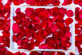 Overhead view of photo frame with scattered fresh re d rose flower petals
