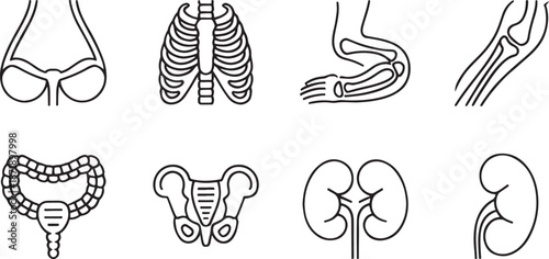 An anatomical illustration displays various human skeletal and internal organ structures including the shoulder, rib cage, elbow joint, colon, pelvis, and kidneys.