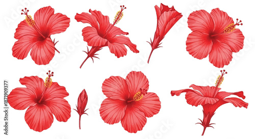 A vibrant collection of red hibiscus flowers in various stages of bloom