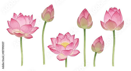 Watercolor illustration of pink lotus flowers in various blooming stages