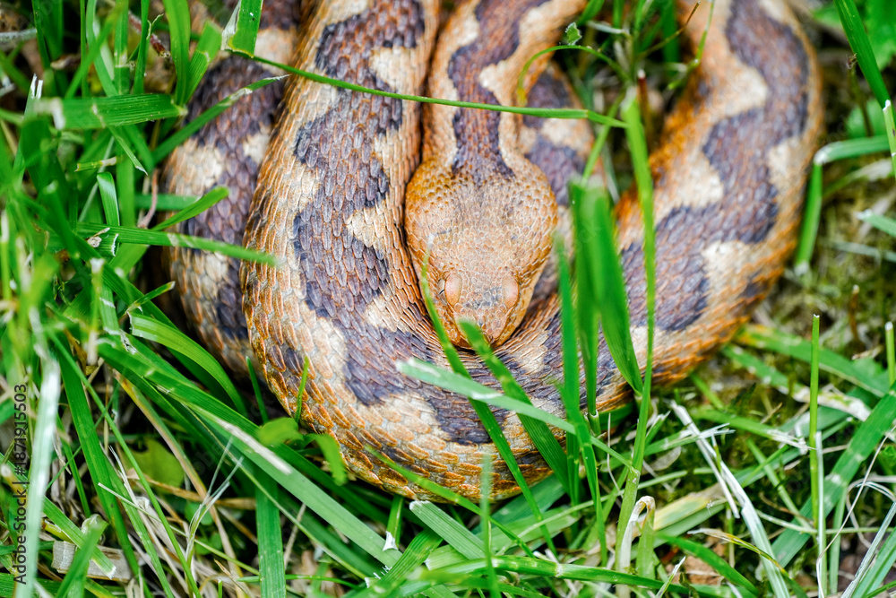 Fototapeta premium Portrait of an otter in its natural habitat. Close-up of a snake. 