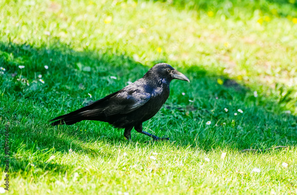 Fototapeta premium Black carrion crow in a meadow. Close-up of the bird. 