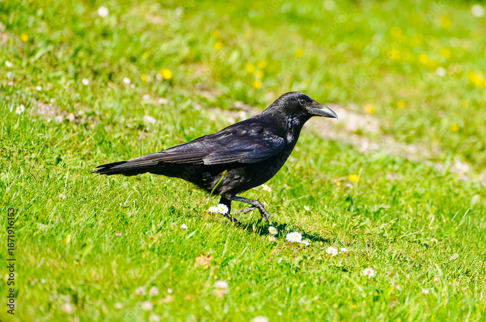 Obraz premium Black carrion crow in a meadow. Close-up of the bird. 