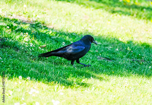 Fotografie Black carrion crow in a meadow. Close-up of the bird.