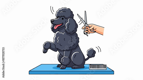A black poodle is being groomed by a person holding scissors