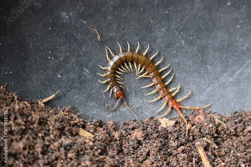Foto Scolopendra gigantea centipede