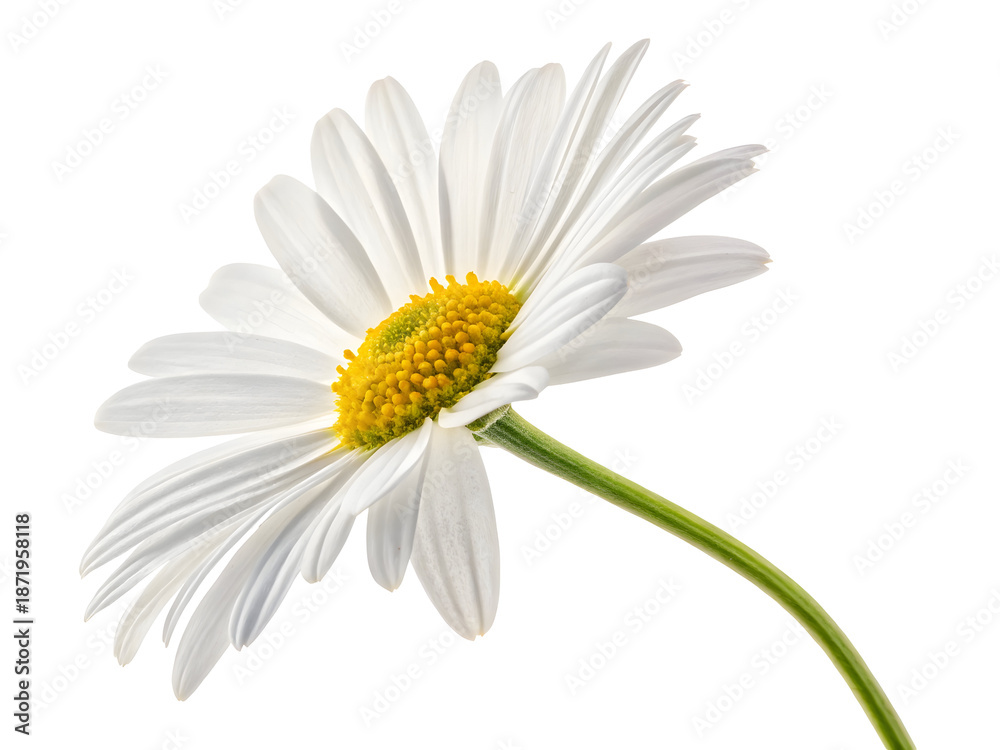 Naklejka premium Close-up of a white daisy flower with yellow center, vibrant green stem against black background, isolated on Transparent Background