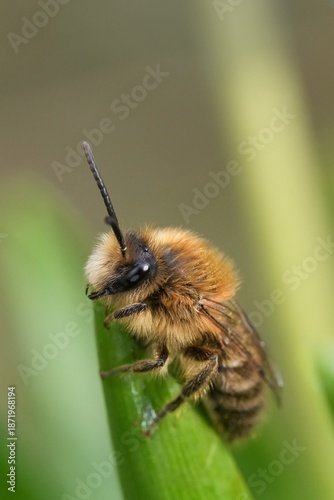 Closeup on a male Early cellophane bee , Colletes cunicularius on the tip of a green leaf in a meadow
