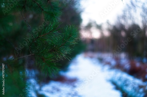 Wallpaper Mural A focused green pine branch stands in the foreground against a blurred background of a snow-covered path and woodland trees. Torontodigital.ca